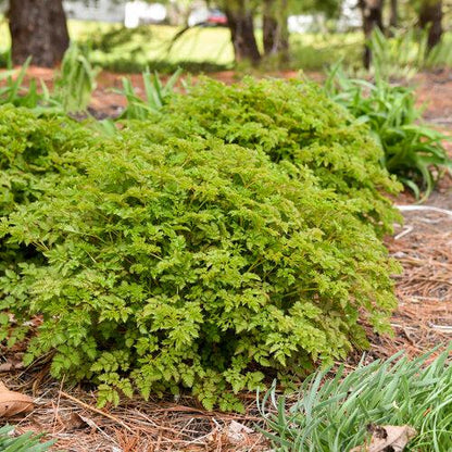 Aruncus 'Chantilly Lace'  - Chantilly Lace Goat's Beard