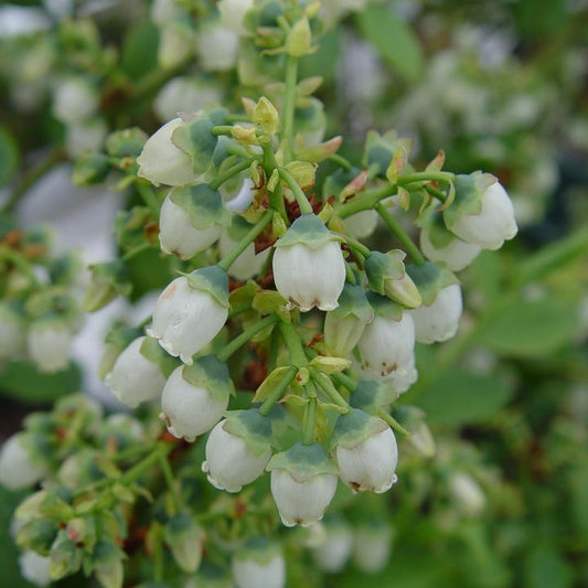 Vaccinium corymbosum 'Bluegold'  - Bluegold Blueberry