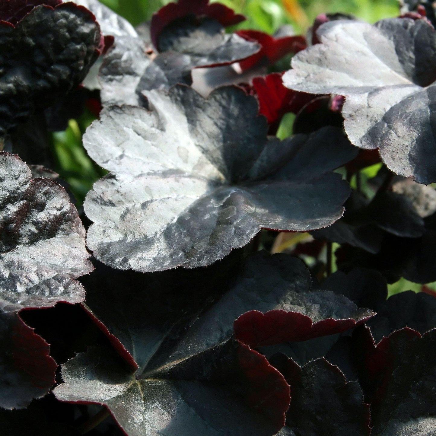 Heuchera 'Obsidian'  - Obsidian Coral Bells