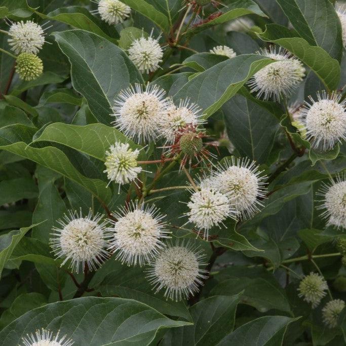Cephalanthus occidentalis 'Kolmoon'  - Magical® Moonlight Buttonbush