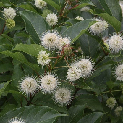 Cephalanthus occidentalis 'Kolmoon'  - Magical® Moonlight Buttonbush