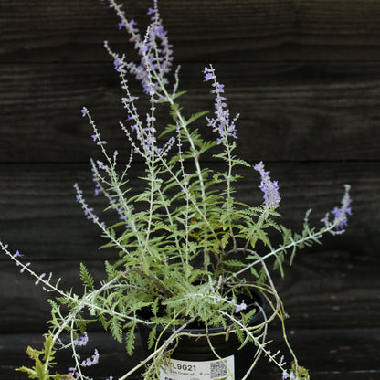 Perovskia atriplicifolia  - Russian Sage