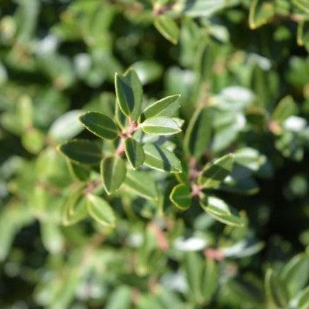 Ilex crenata 'Hoogendorn'  - Hoogendorn Holly