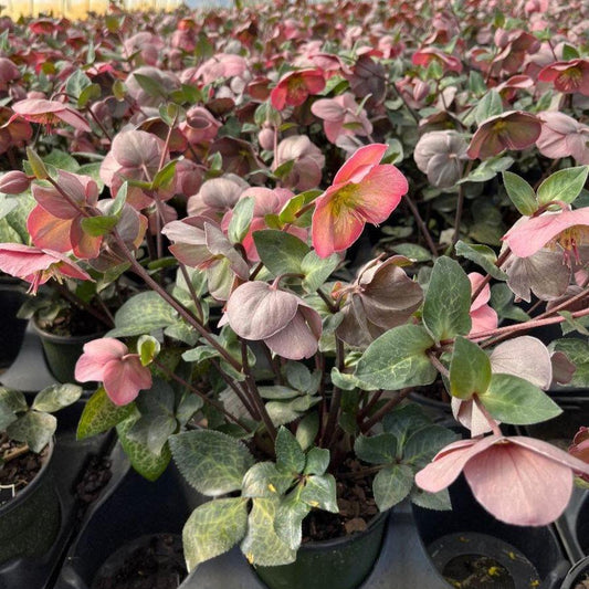 Helleborus x hybridus 'ABCRD01'  - FrostKiss™ Penny's Pink® Lenten Rose