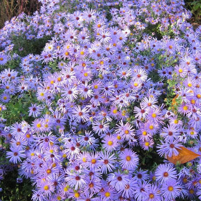 Aster oblongifolius 'Raydon's Favorite'  - Raydon's Favorite Aromatic Aster