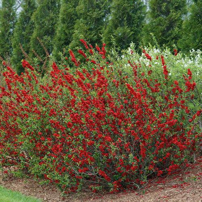 Chaenomeles speciosa 'Scarlet Storm' USPP 20,951  - PW® Double Take™ Scarlet Flowering Quince