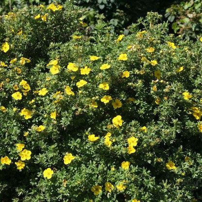Potentilla fruticosa 'Lundy'  - PW® Happy Face® Yellow Potentilla
