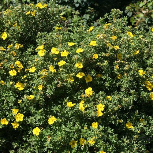 Potentilla fruticosa 'Lundy'  - PW® Happy Face® Yellow Potentilla