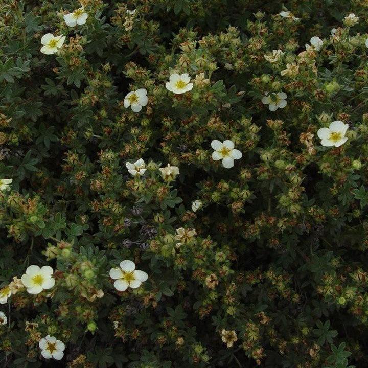 Potentilla fruticosa 'Abbotswood'  - Abbotswood Potentilla