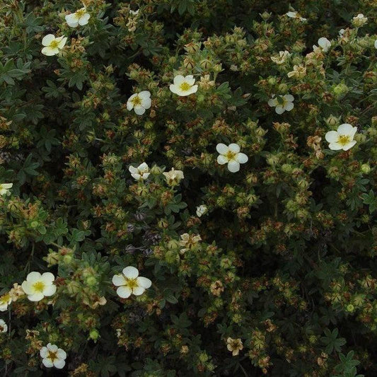 Potentilla fruticosa 'Abbotswood'  - Abbotswood Potentilla