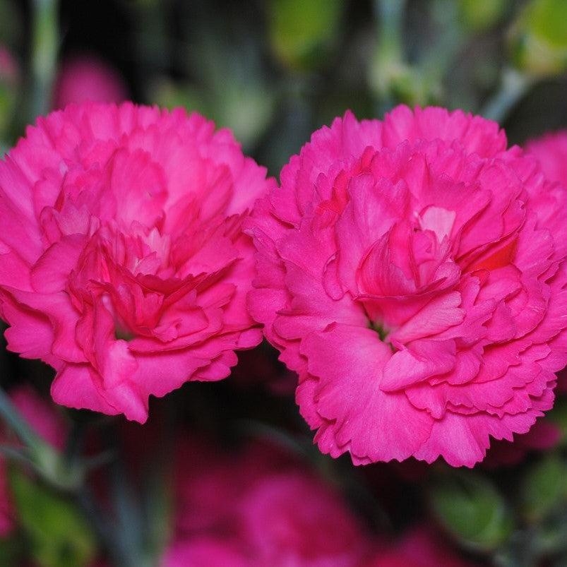 Dianthus 'Double Bubble'  - Pretty Poppers™ Double Bubble Dianthus