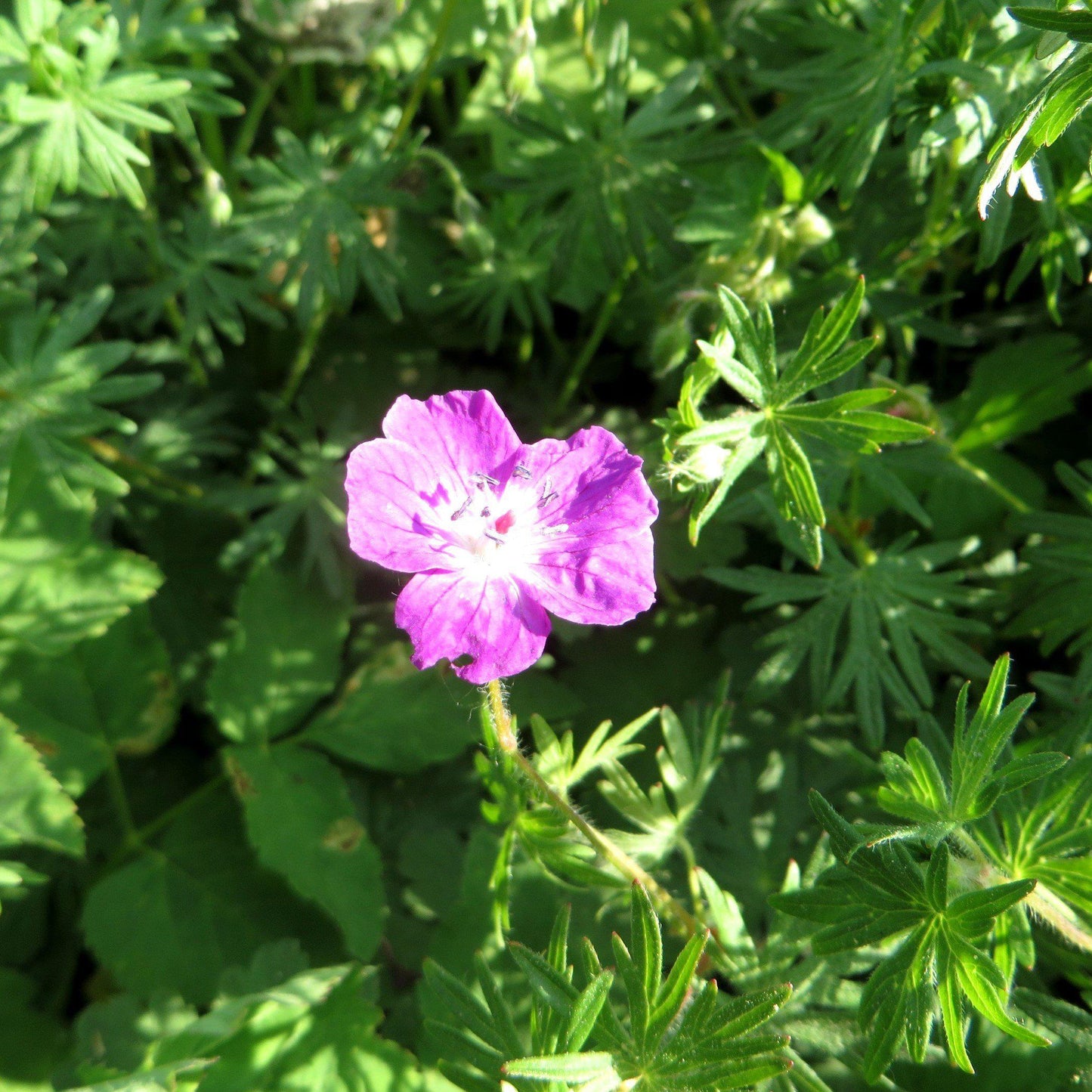 Geranium macrorrhizum 'Bevan's Variety'  - Bevan's Variety Bigroot Cranesbill
