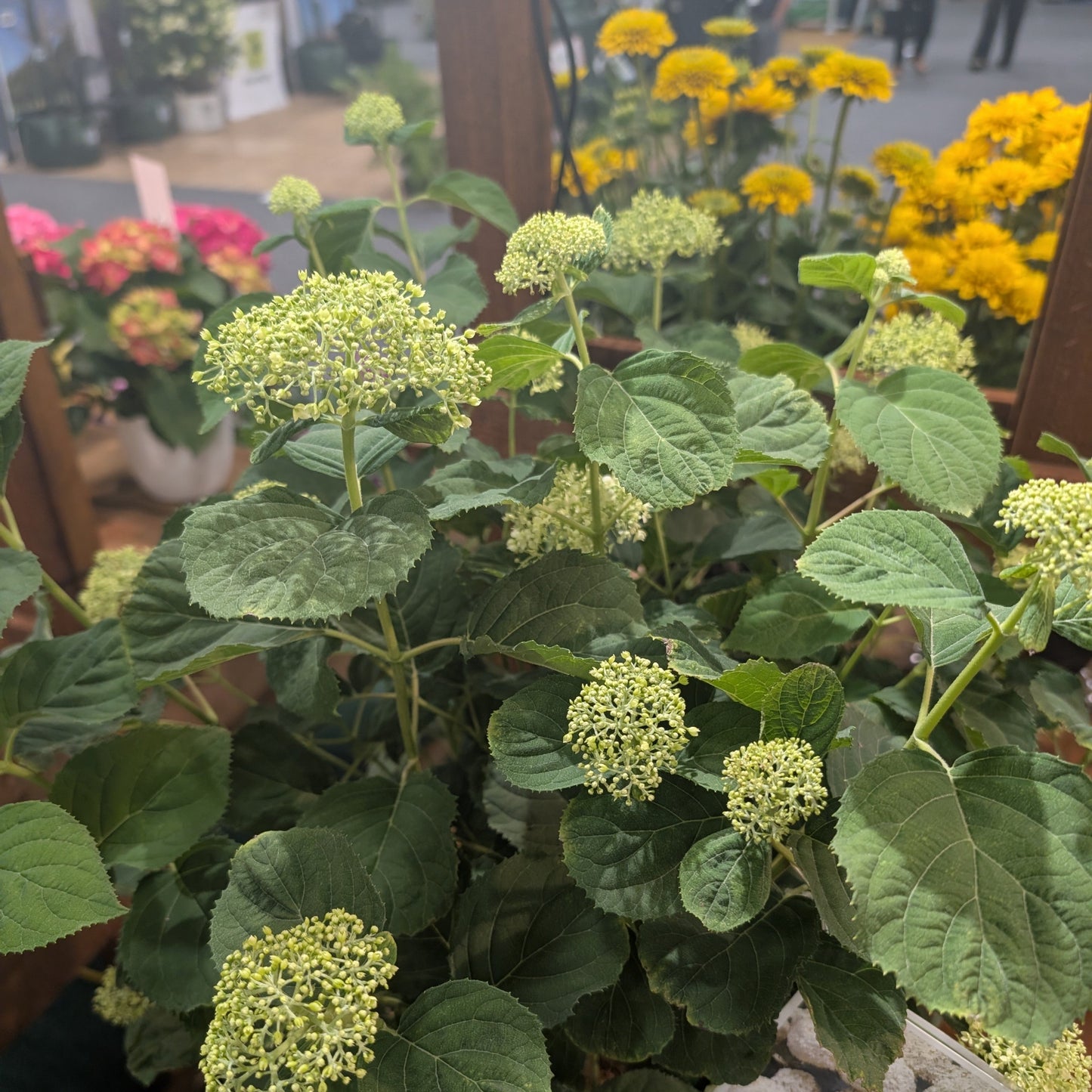 Hydrangea arborescens 'SMNHAGOV'  - PW® Incrediball® Storm Proof™ Hydrangea