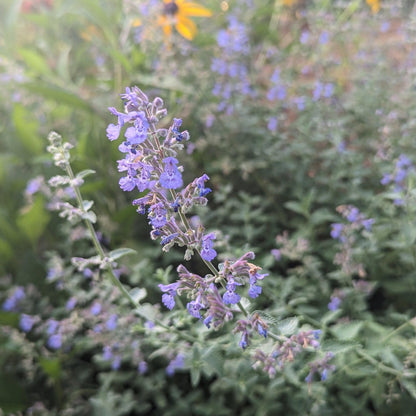 Nepeta racemosa 'Walker's Low'  - Walker's Low Catmint