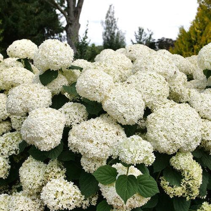 Hydrangea arborescens 'SMNHAGOV'  - PW® Incrediball® Storm Proof™ Hydrangea
