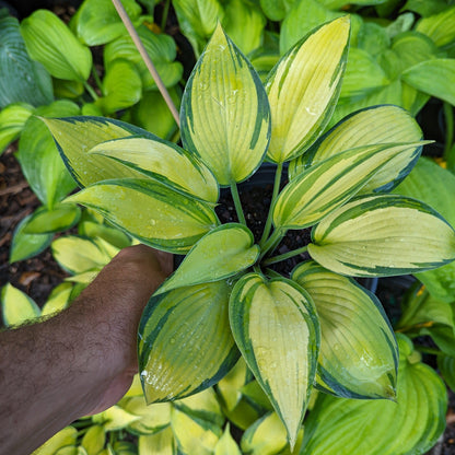 Hosta 'June'  - June Hosta