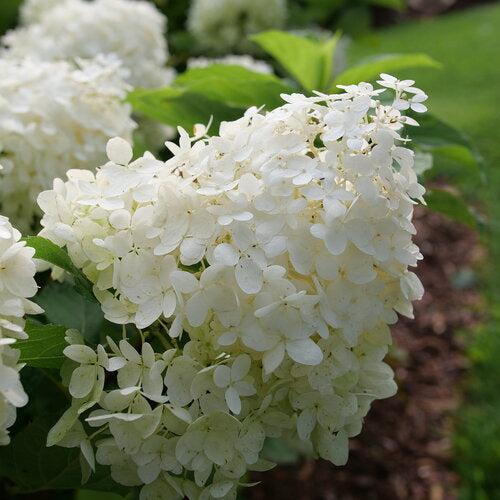 Hydrangea paniculata 'NCHP1'  - PW® Puffer Fish® Hydrangea