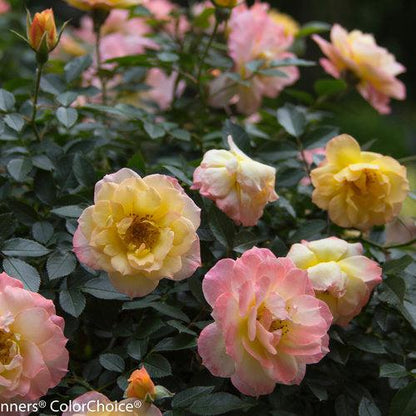 Rosa 'Chewnicebell' PP26532  - PW® Color Choice® OSO Easy Italian Ice® Rose