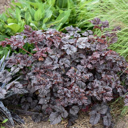 Astilbe 'Dark Side of the Moon'  - Dark Side of the Moon Astilbe
