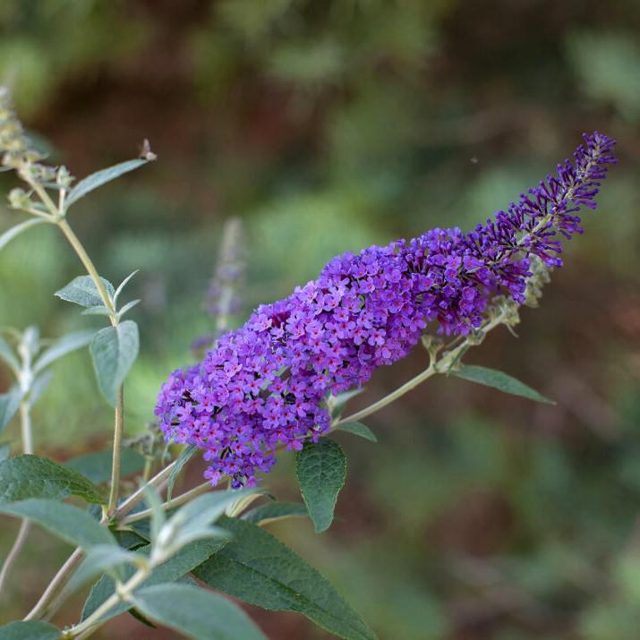 Buddleia davidii 'PIIBD-III' PP26,306  - First Editions® Psychedelic Sky™ Butterfly Bush