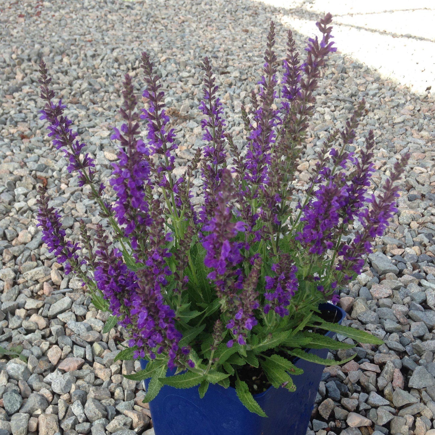 Salvia nemorosa 'Haeumanarc'  - Marcus® Meadow Sage