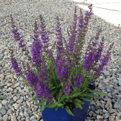 Salvia nemorosa 'Haeumanarc'  - Marcus® Meadow Sage