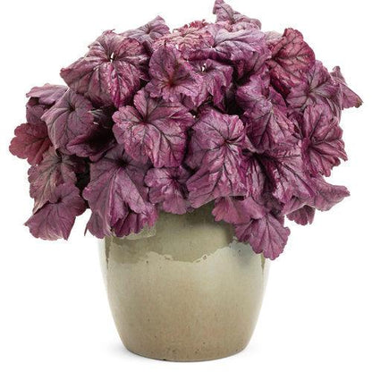 Heuchera 'Wildberry'  - Dolce® Wildberry Heuchera