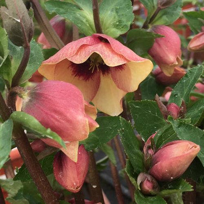 Helleborus 'Sandy Shores'  - Honeymoon® Sandy Shores Lenten Rose