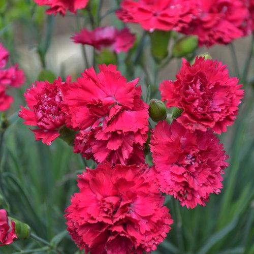 Dianthus 'Cranberry Cocktail'  - PW® Fruit Punch® Cranberry Cocktail Dianthus