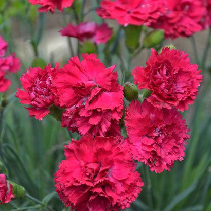 Dianthus 'Cranberry Cocktail'  - PW® Fruit Punch® Cranberry Cocktail Dianthus