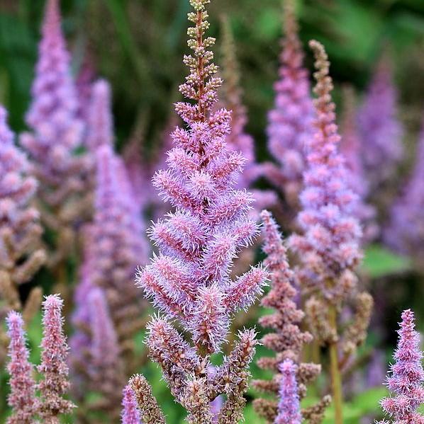 Astilbe chinensis 'Pumila'  - Pumila Chinese Astilbe