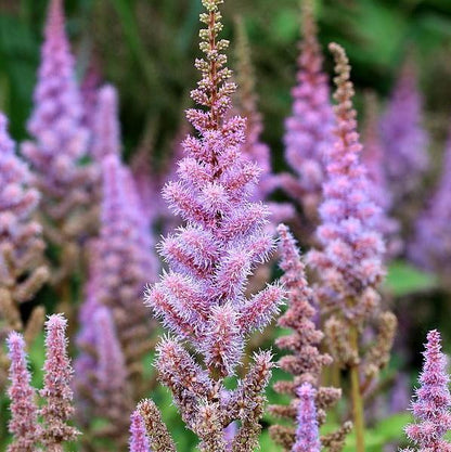 Astilbe chinensis 'Pumila'  - Pumila Chinese Astilbe