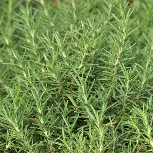 Rosmarinus officinalis 'Salem'  - Salem Rosemary