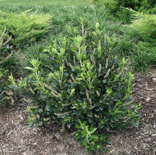 Clethra alnifolia 'Sixteen Candles'  - Sixteen Candles Summersweet