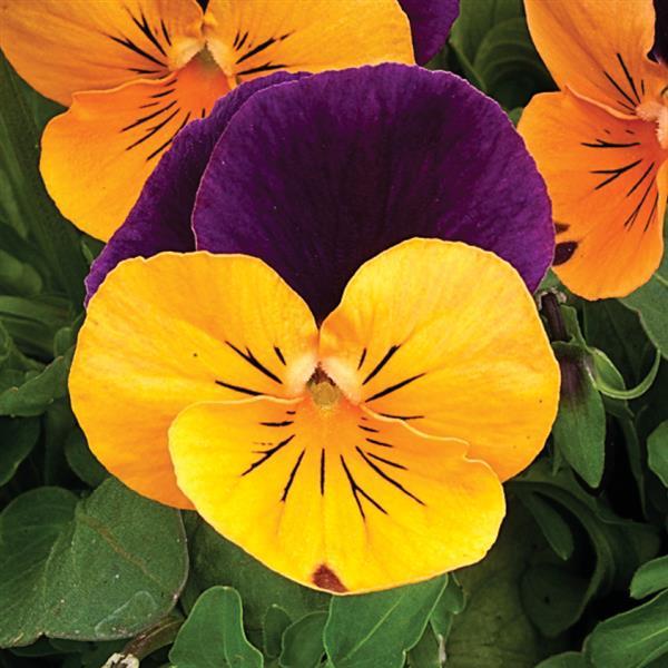 Viola cornuta 'Penny Orange Jump-Up'  - Penny™ Orange Jump-Up Viola