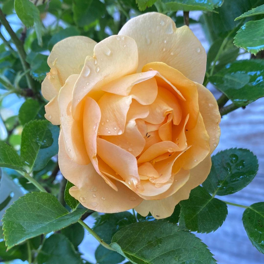Rosa 'Wekvossutono' PP#18,473  - Julia Child™ Rose