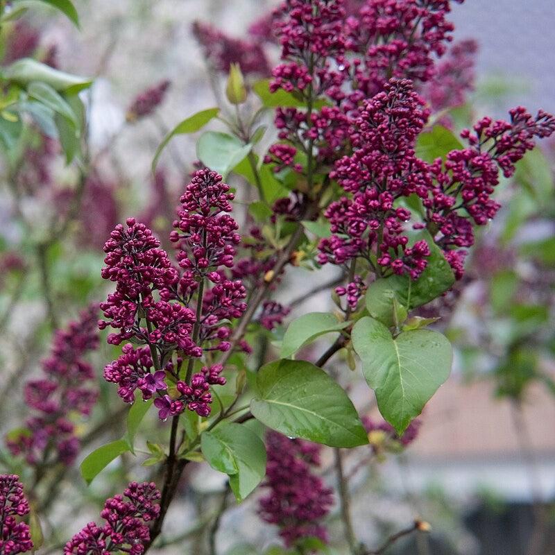 Syringa 'Bailbridget'  - First Editions® Virtual Violet® Lilac