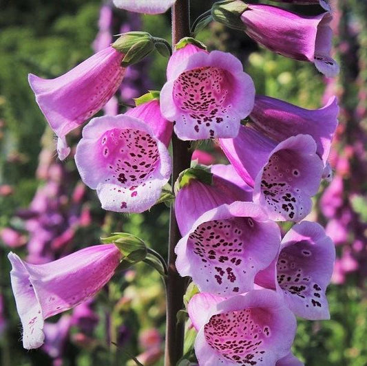 Digitalis purpurea 'Dalmatian Purple'  - Dalmatian Purple Foxglove