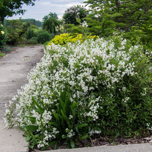 Deutzia gracilis 'Nikko'  - Dwarf Nikko Deutzia