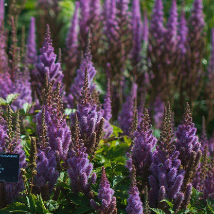 Astilbe chinensis 'Pumila'  - Pumila Chinese Astilbe