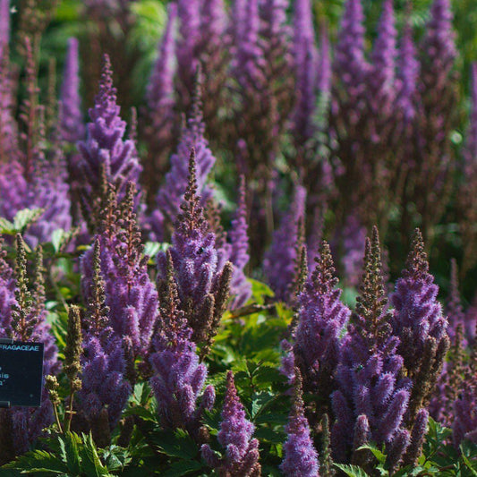 Astilbe chinensis 'Pumila'  - Pumila Chinese Astilbe