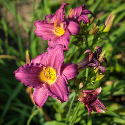 Hemerocallis x 'Little Grapette'  - Little Grapette Daylily
