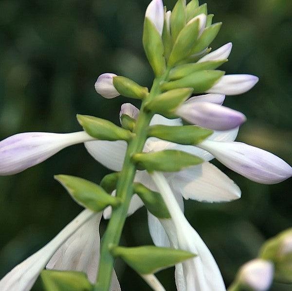 Hosta 'Fragrant Bouquet'  - Fragrant Bouquet Hosta