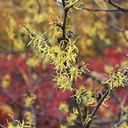 Hamamelis virginiana 'Harvest Moon'  - Harvest Moon Witch Hazel