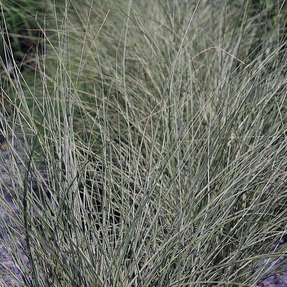 Miscanthus sinensis 'Morning Light'  - Morning Light Maiden Grass