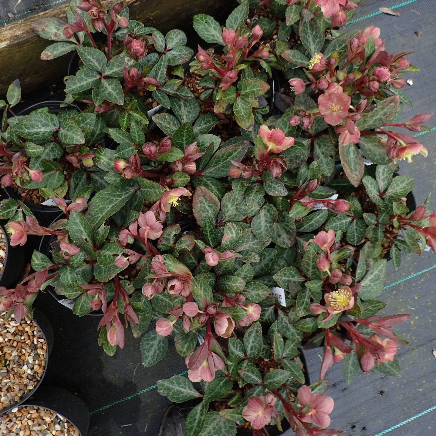 Helleborus x hybridus 'RD09'  - FrostKiss™ Pippa's Purple Lenten Rose