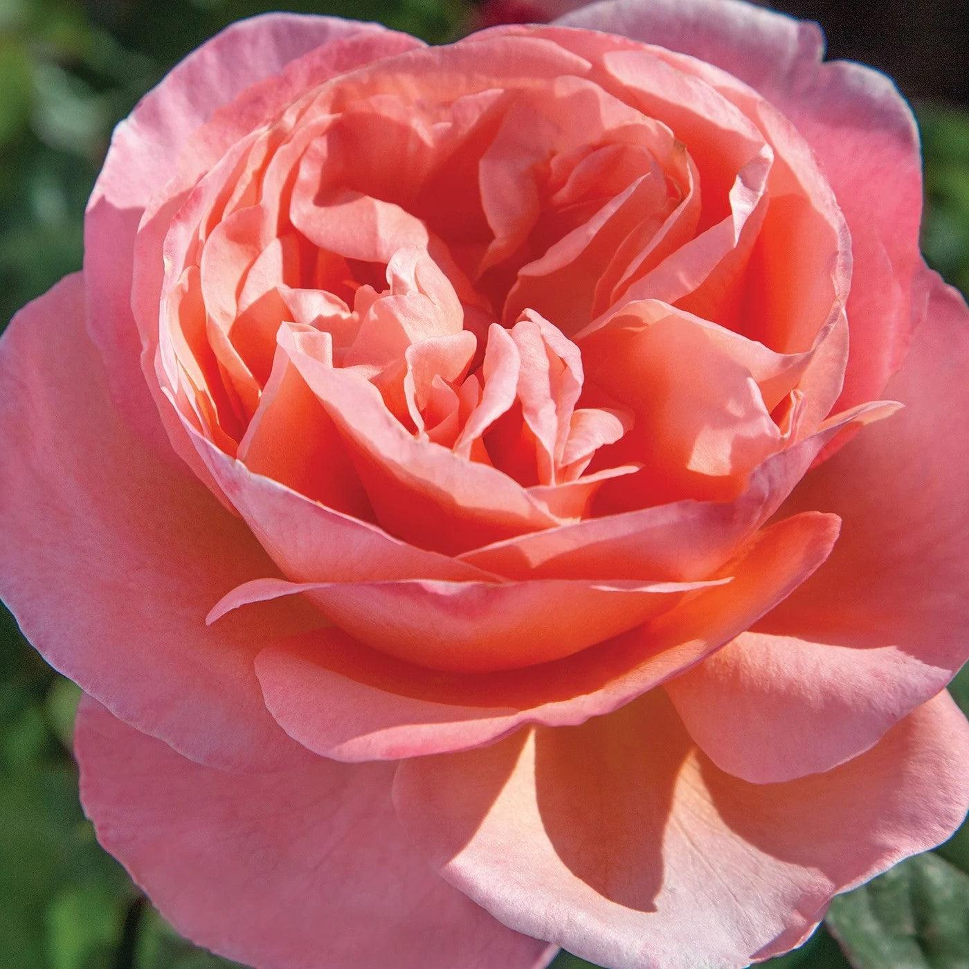Rosa 'Meinostair' PP 28,659  - Bloomables® Sweet Mademoiselle™ Rose
