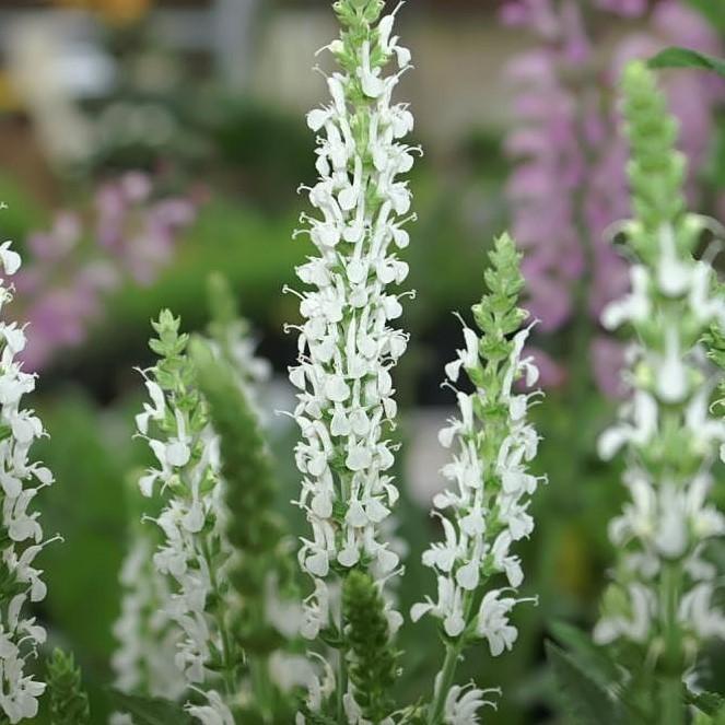 Salvia nemorosa 'Schneehügel'  - Snow Hill Meadow Sage