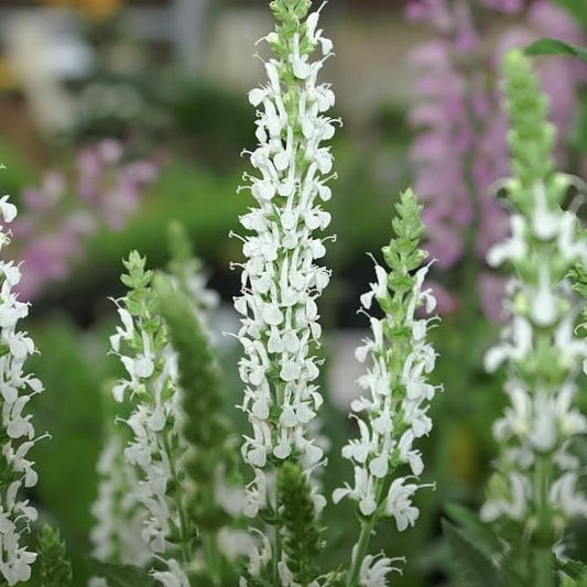 Salvia nemorosa 'Schneehügel'  - Snow Hill Meadow Sage