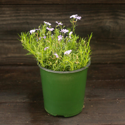 Phlox subulata 'Emerald Blue'  - Emerald Blue Creeping Phlox